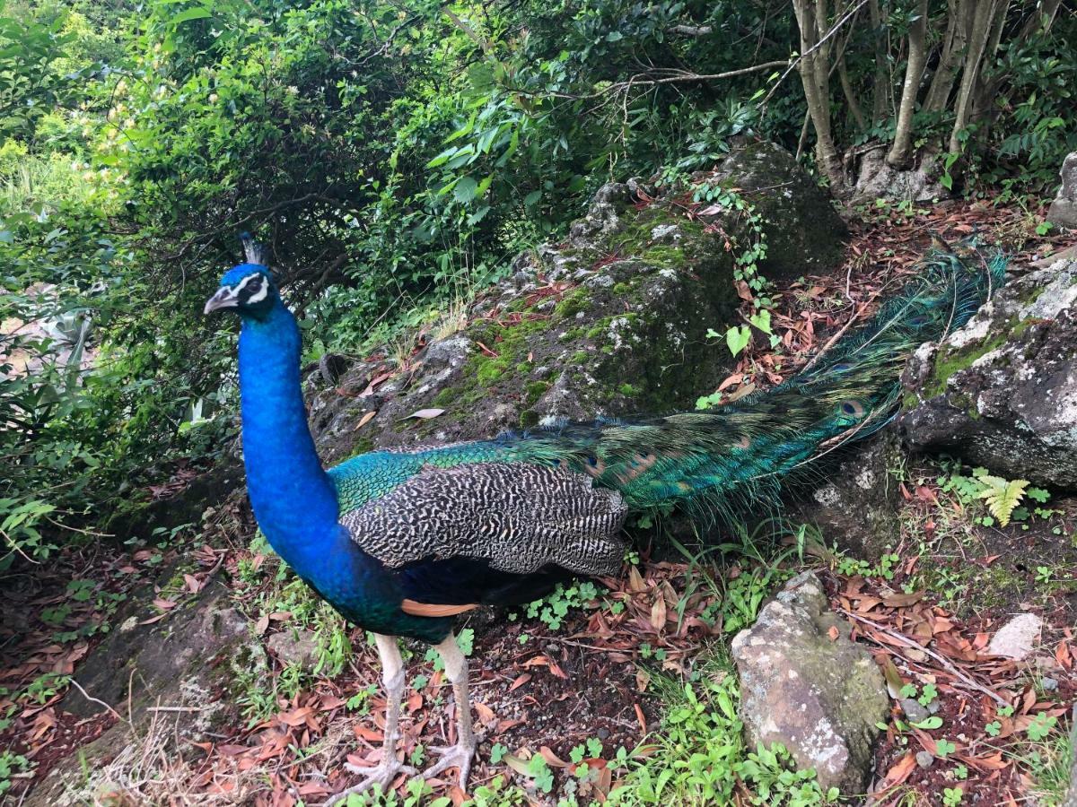 Forest Villa Olive Futo Dış mekan fotoğraf